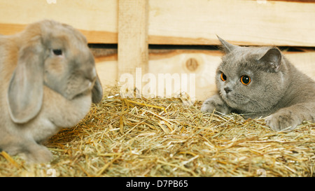 British shorthair chat et lapin lop sur fenil Banque D'Images