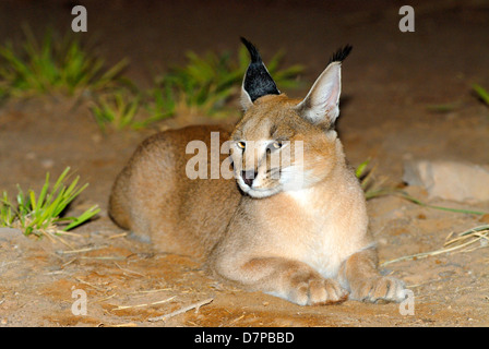 Caracal Caracal caracal,, Banque D'Images