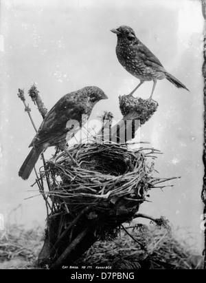 Une photographie en noir et blanc de la collection du Powerhouse Museum représentant des oiseaux-chats et leur nid, mettant en évidence les premières études de taxidermie et d'ornithologie. Banque D'Images