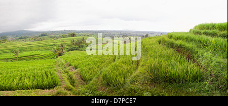Vue panoramique sur les rizières de Jatiluwih terrasses, Bali, Indonésie Banque D'Images