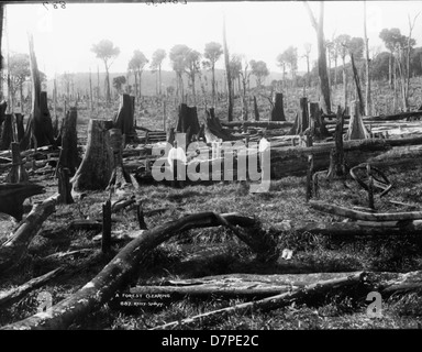 Cette photographie montre un défrichement forestier vers 1900, représentant les conséquences de la coupe à blanc. L'image montre des souches et des branches d'arbres, symbolisant les pratiques de déforestation à l'époque. Banque D'Images