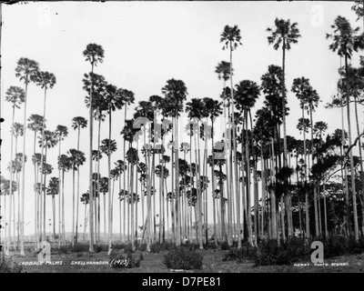 Photographie historique en noir et blanc prise en 1923 de Cabbage Palms à Shellharbour. L'image, tirée de la collection du Powerhouse Museum, met en valeur les palmiers chou uniques de la région. Banque D'Images