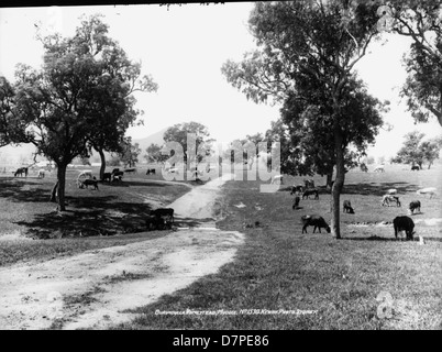 Cette photographie en noir et blanc du Powerhouse Museum capture une scène pastorale à Burdulla Homestead, Mudgee, montrant du bétail en pâturage sur des terres agricoles avec un paysage rural classique en arrière-plan. Banque D'Images