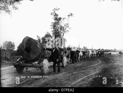 Cette photographie en noir et blanc du Powerhouse Museum montre une équipe de bois en action, démontrant des techniques d'exploitation forestière. L'image met en évidence les premières méthodes industrielles utilisées dans la foresterie et le transport du bois. Banque D'Images