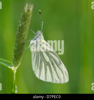 Green-papillon blanc veiné reposant sur le brin d'herbe au petit matin sur la Loire meadow Banque D'Images