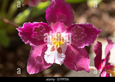 Orchid Odontioda Joe's Drum Banque D'Images