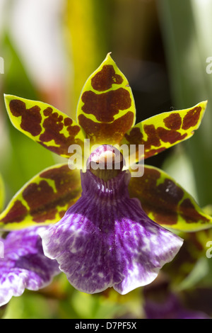 Orchid Zygopetalum Banque D'Images