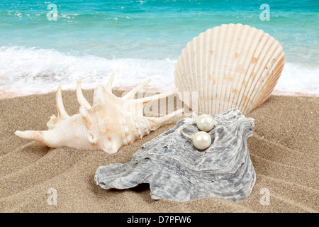 Pearl Earrings et deux obus sur le sable avec l'arrière-plan de la mer Banque D'Images