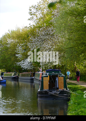 Bateaux amarrés le long de l'étroit canal d'Oxford à la périphérie d'Oxford Banque D'Images