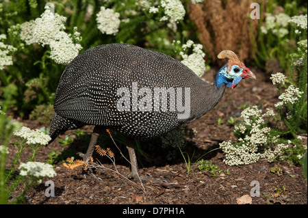 Pintade de Numidie, Numida meleagris, Kirstenbosch National Botanical Garden, Cape Town, Afrique du Sud Banque D'Images