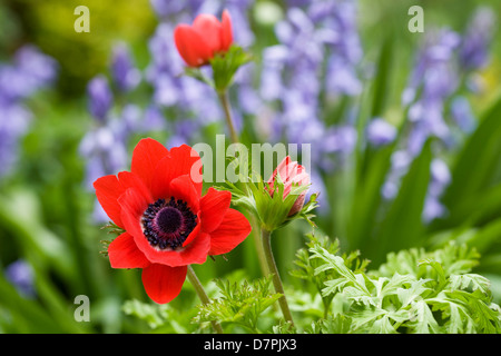 Anemone coronaria parmi les jacinthes. Banque D'Images