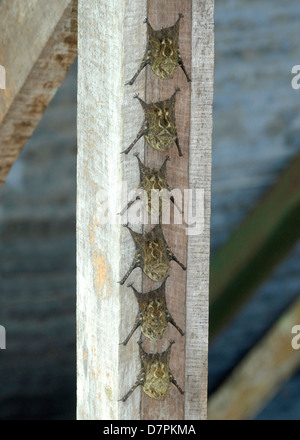 Les chauves-souris proboscis (Rhynchonycteris naso) se percher au Costa Rica. Banque D'Images