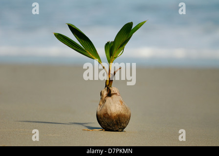 Cocotier (Cocos nucifera) bourgeonnant sur une plage au Costa Rica Banque D'Images