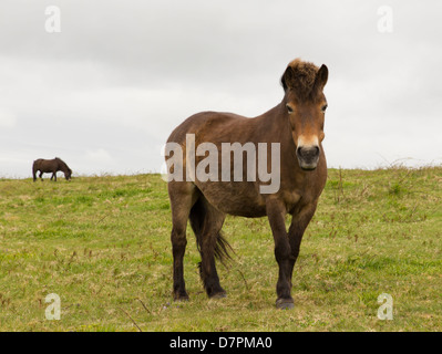 Poney Exmoor collines de Quantock Somerset England UK. Ces poneys ont été trouvés sur Cothelstone Hill. Banque D'Images