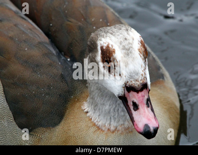 Fort détaillée en gros plan de la tête et le corps d'un Egyptian goose (Alopochen aegyptiaca) Banque D'Images