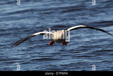 Détaillée de l'Egyptian goose (Alopochen aegyptiaca) en vol, d'atterrissage et entrant sur l'eau d'un lac Banque D'Images