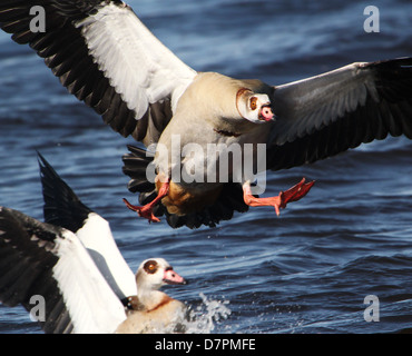 Détaillée de l'Egyptian goose (Alopochen aegyptiaca) en vol, d'atterrissage et entrant sur l'eau d'un lac Banque D'Images