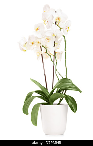 Orchidée blanche dans un pot blanc avec beaucoup de fleurs, isolé sur fond blanc Banque D'Images