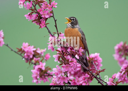 American Robin chantant dans l'oiseau d'arbre de Crabapple songbird ornithologie Science nature Environnement sauvage Banque D'Images
