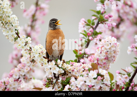 American Robin chantant dans l'oiseau d'arbre de Crabapple songbird ornithologie Science nature Environnement sauvage Banque D'Images