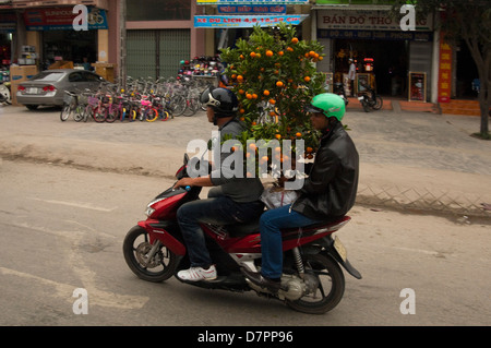 Portrait de horizontale deux gars le transport d'un kumquat arbre pour les festivités du Têt à l'arrière d'un cyclomoteur à Hanoi. Banque D'Images