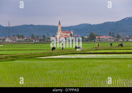 Vue horizontale à travers des champs de riz dans la campagne du Vietnam. Banque D'Images