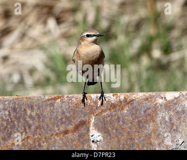 Traquet motteux (Oenanthe oenanthe) posing Banque D'Images