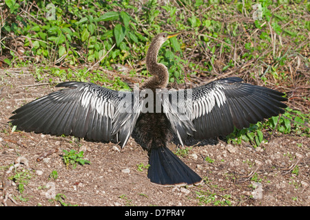 Anhinga ailes déployées, ailes de séchage Banque D'Images