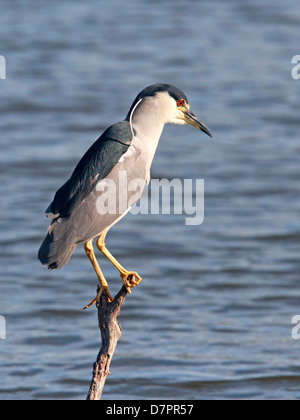 Black-night heron perché au-dessus de la couronne lake Banque D'Images
