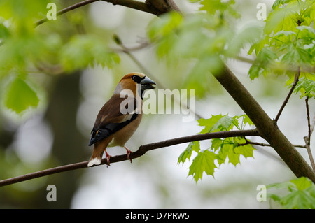 L'Coccothraustes coccothraustes Hawfinch ( ) est une espèce de passereau de la famille des Fringillidae Banque D'Images