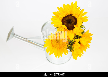 Un groupe de tournesols dans un arrosoir. Studio isolé sur blanc. Banque D'Images