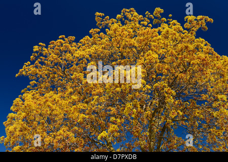 Fleurs rouge jaune sur un arbre de l'érable de Norvège King Crimson cultivar au printemps Toronto Canada contre un ciel bleu clair Banque D'Images