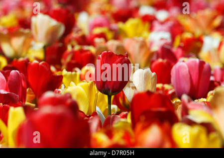 Tulipes rouges et jaunes dans le Jardin Public de Boston Banque D'Images