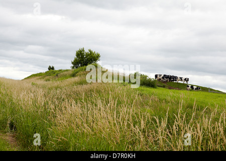 Troupeau de vaches sur la colline pâturage avec ciel d'orage dans le Wisconsin, USA Banque D'Images