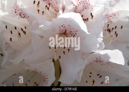 Rhododendron Christmas Cheer libre Banque D'Images