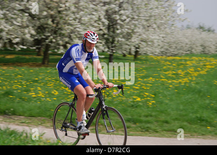 Les cyclistes parmi les arbres fruitiers en fleurs près de Saint-trond, Brussel Belgique Banque D'Images