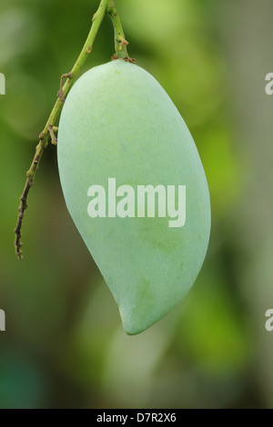 Close up de mangues sur un manguier Banque D'Images