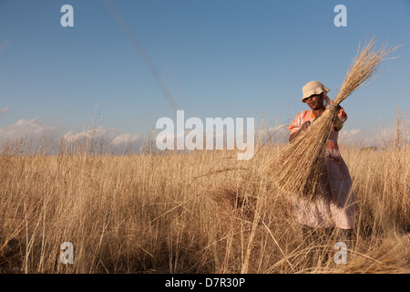 Une femme africaine la collecte et d'attacher un paquet d'herbe dans le domaine Banque D'Images