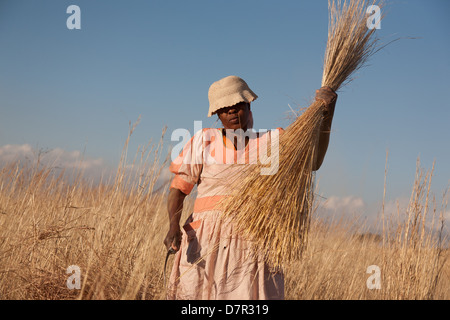 Une femme africaine la collecte et d'attacher un paquet d'herbe dans le domaine Banque D'Images