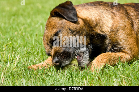 Border terrier chien Canis lupus familiaris mâcher une balle de tennis sur l'herbe Banque D'Images