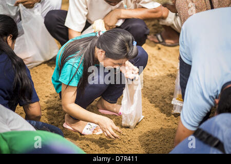 Bangkok, Thaïlande. 13 mai, 2013. Une femme passe à travers le sable à la recherche des semences de riz, béni par les prêtres brahmanes à la cérémonie du Labour Royal. Après la cérémonie, des milliers de Thaïlandais, le plus souvent la famille formers, Rush sur le sol labouré pour ramasser le riz béni les graines semées par les prêtres brahmanes. La cérémonie du Labour Royal est tenue en Thaïlande pour marquer le début de la saison de culture du riz. La date est généralement en mai, mais est déterminé par les astrologues de la cour et varient d'année en année. Au cours de la cérémonie, deux boeufs sacrés sont attelés à une charrue charrue en bois et un petit champ sur Banque D'Images