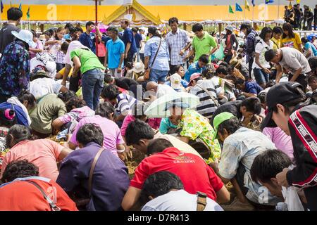 Bangkok, Thaïlande. 13 mai, 2013. Des milliers s'entassent dans le sol labouré de recueillir des semences de riz béni à la cérémonie du Labour Royal. Après la cérémonie, des milliers de Thaïlandais, le plus souvent la famille formers, Rush sur le sol labouré pour ramasser le riz béni les graines semées par les prêtres brahmanes. La cérémonie du Labour Royal est tenue en Thaïlande pour marquer le début de la saison de culture du riz. La date est généralement en mai, mais est déterminé par les astrologues de la cour et varient d'année en année. Au cours de la cérémonie, deux boeufs sacrés sont attelés à une charrue en bois et labourer un champ de petite taille sur Sanam Lua Banque D'Images