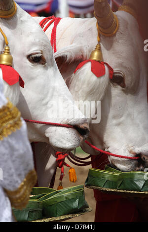 13 mai 2013 . Bangkok , Thaïlande . Blanc sacré boeufs sont offerts sept types d'aliments au cours d'caremony. La Thaïlande est le Prince Maha Vajiralongkorn et la Princesse Srirasmi assiste à la cérémonie du Labour Royal annuel, pour marquer le début de la saison de culture du riz, à Sanam Luang . Un Sahakorn Crédit : Piti/Alamy Live News Banque D'Images