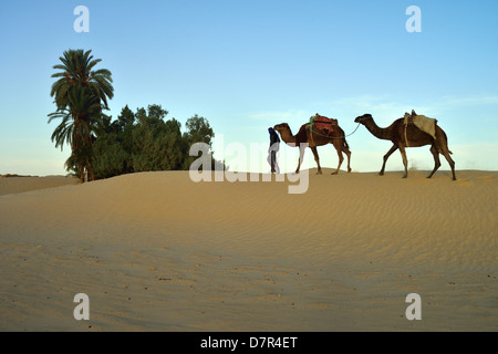 Les jeunes Bédouins avec des dromadaires dans les dunes de Douz, au sud de la Tunisie. Banque D'Images