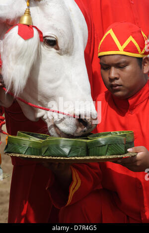 13 mai 2013 . Bangkok , Thaïlande . Blanc sacré boeufs sont offerts sept types d'aliments au cours d'caremony. La Thaïlande est le Prince Maha Vajiralongkorn et la Princesse Srirasmi assiste à la cérémonie du Labour Royal annuel, pour marquer le début de la saison de culture du riz, à Sanam Luang . Un Sahakorn Crédit : Piti/Alamy Live News Banque D'Images