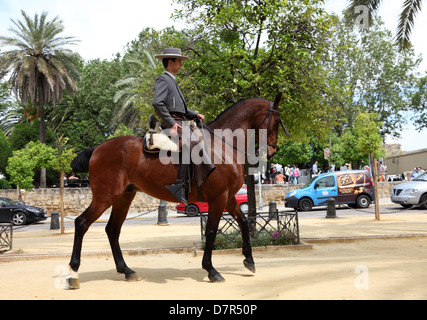 Cavalier andalou traditionnel à Cordoue, Andalousie Espagne Banque D'Images