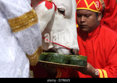 13 mai 2013 . Bangkok , Thaïlande . Blanc sacré boeufs sont offerts sept types d'aliments au cours d'caremony. La Thaïlande est le Prince Maha Vajiralongkorn et la Princesse Srirasmi assiste à la cérémonie du Labour Royal annuel, pour marquer le début de la saison de culture du riz, à Sanam Luang . Un Sahakorn Crédit : Piti/Alamy Live News Banque D'Images