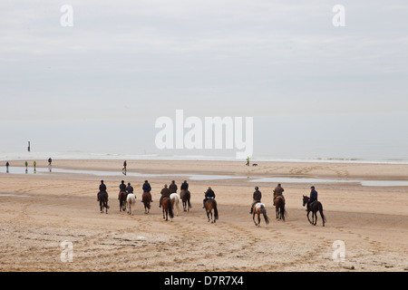 Chevaux sur la plage Banque D'Images