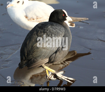 Portrait en gros plan détaillé d'une foulque macroule (Fulica atra) marche sur la glace dans une configuration d'hiver Banque D'Images