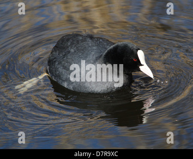 Close-up détaillé d'une foulque macroule (Fulica atra) Banque D'Images